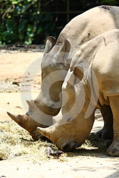 Rhinoceros photo