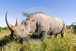 Rhinoceros photo