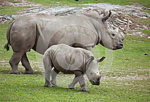 Rhinoceros photo