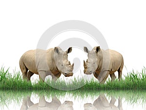 Rhinoceros