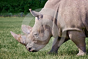 Rhinoceros