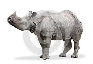 Rhinoceros photo