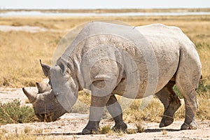 Rhinoceros photo