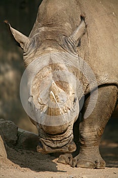 Rhinoceros