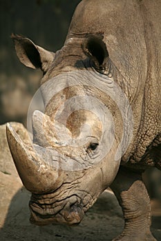 Rhinoceros