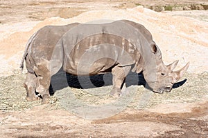 Rhinoceros