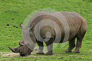 Rhinoceros