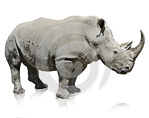 Rhinoceros