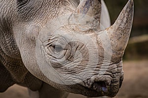 Rhinoceros photo