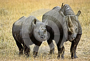 Rhinoceros