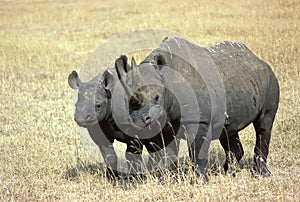 Rhinoceros