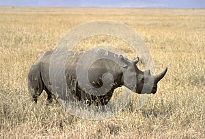 Rhinoceros