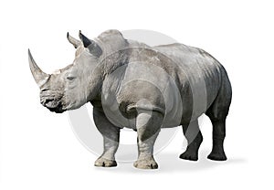 Rhinoceros photo