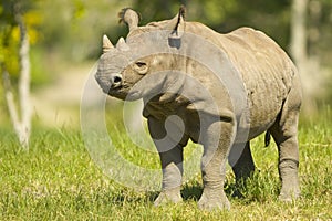 Young Rhinoceros photo