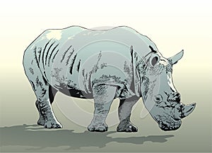 Rhinoceros