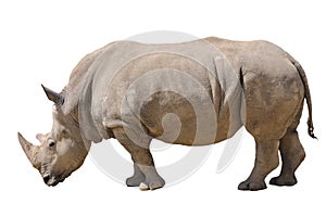 Rhinoceros