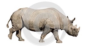 Rhinoceros