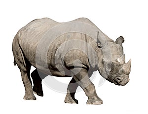 Rhinoceros