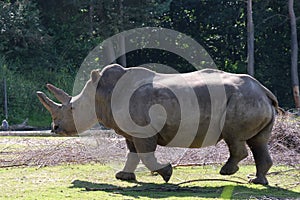 Rhinoceros