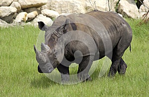 Rhinoceros