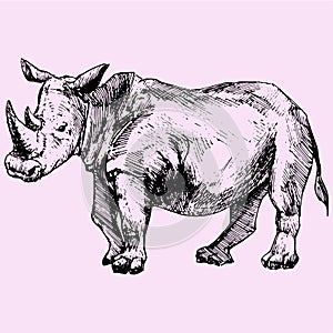 Rhinoceros