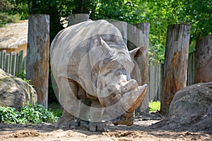 A rhinoceros