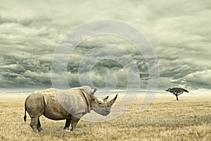 Rhinoceros in an African savannah under a stormy cloudy sky on a gloomy day