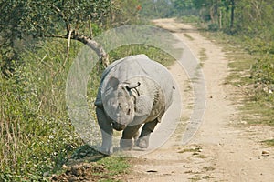 Rhinoceros attack