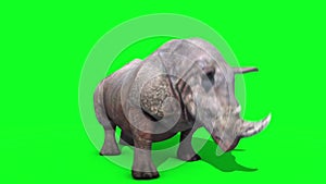 Rhinoceros attacks green screen loop 3D Renderings Animations Animals