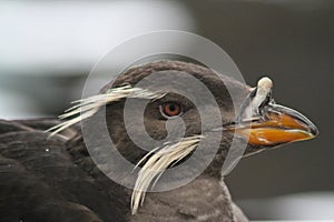 Rhinoceros Auklet in the Alaska Sealife Center