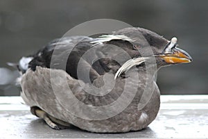 Rhinoceros Auklet in the Alaska Sealife Center