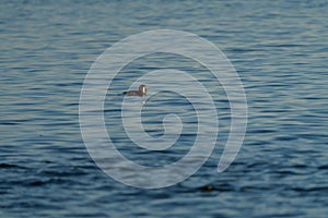 Rhinoceros Auklet feeding at seaside