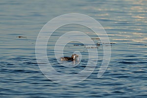 Rhinoceros Auklet feeding at seaside