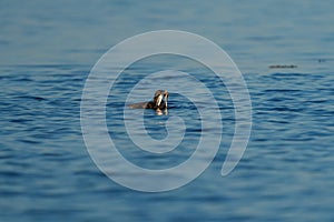 Rhinoceros Auklet feeding at seaside