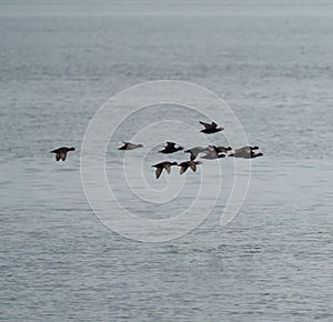 Rhinoceros Auklet flying at seaside