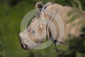 Rhinoceros baby portrait