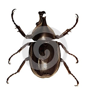 Rhinoceros Beetle