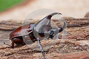 Rhinoceros beetle photo