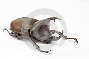 Rhinoceros beetle