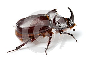 Rhinoceros beetle