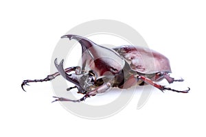 Rhinoceros beetle