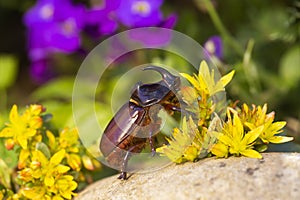 Rhinoceros beetle - Arthropoda