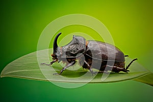 Rhinoceros beetle close up
