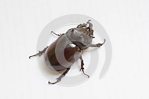 Rhinoceros beetle close up - studio shot, insectoid biology