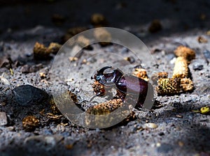 Rhinoceros beetle closeup