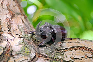 Rhinoceros beetle crawling on a tree branch