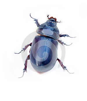 Rhinoceros beetle crawling on a white background