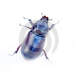 Rhinoceros beetle crawling on a white background