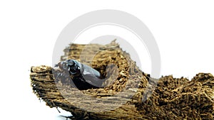 A rhinoceros beetle on a cut of a tree stump,Entomophagy concept,Beetle life cycle on white background