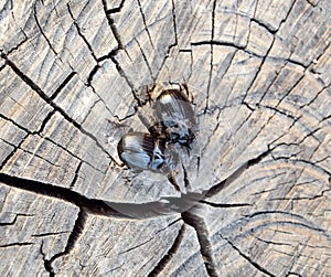 A rhinoceros beetle on a  of a tree stump. A pair of rhinoceros beetles